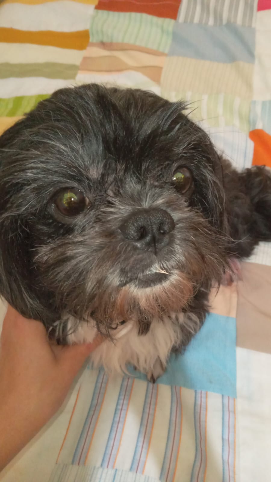 Pet Coletivo da(o) Billy