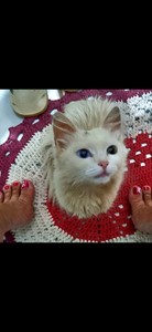 Vaquinha do(a) Marie