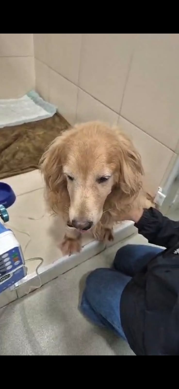 Pet Coletivo da(o) Zoe