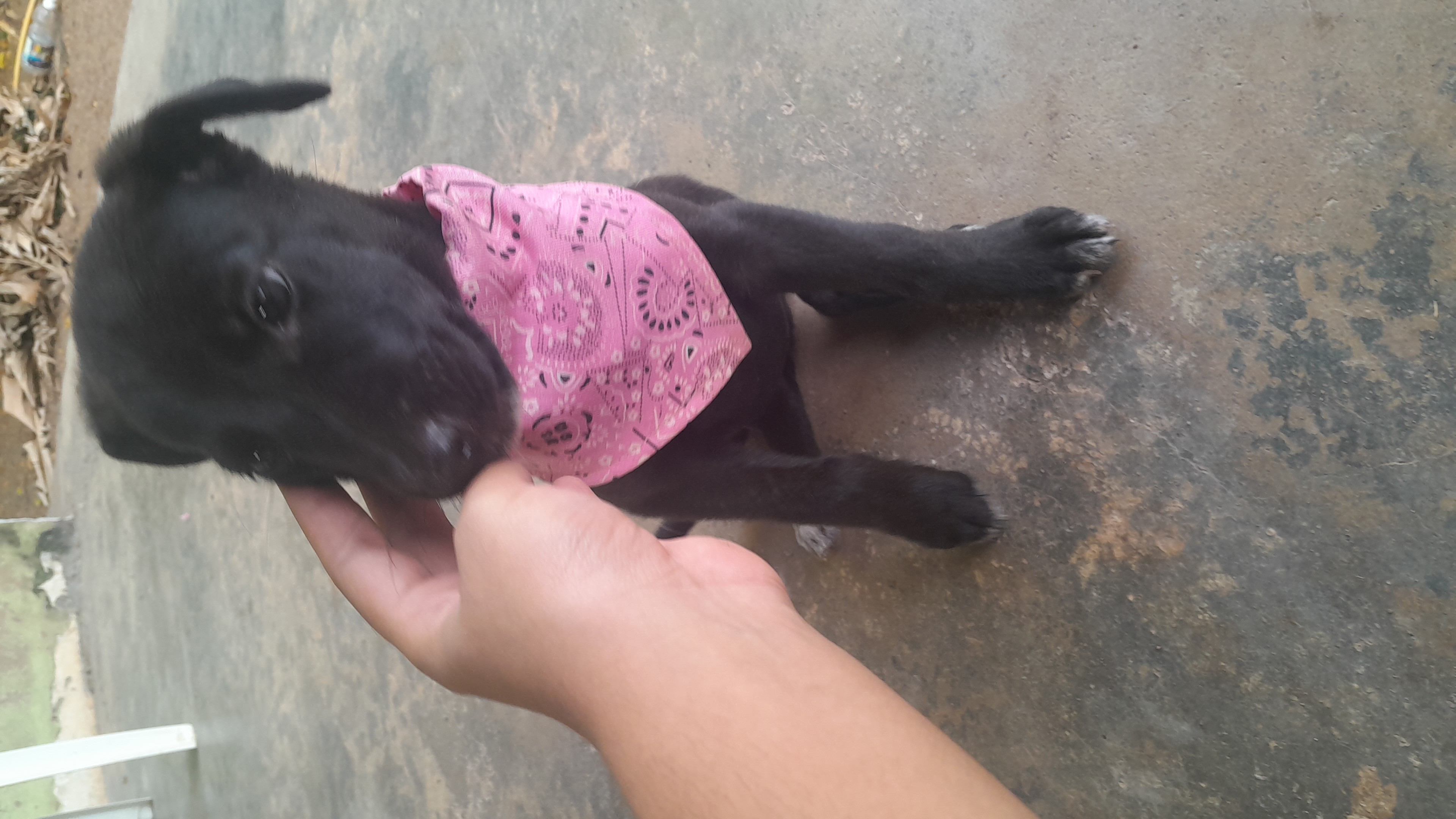 Pet Coletivo da(o) Daiana