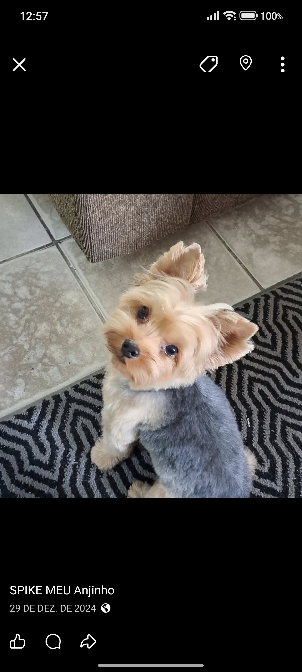 Pet Coletivo da(o) Spike II 