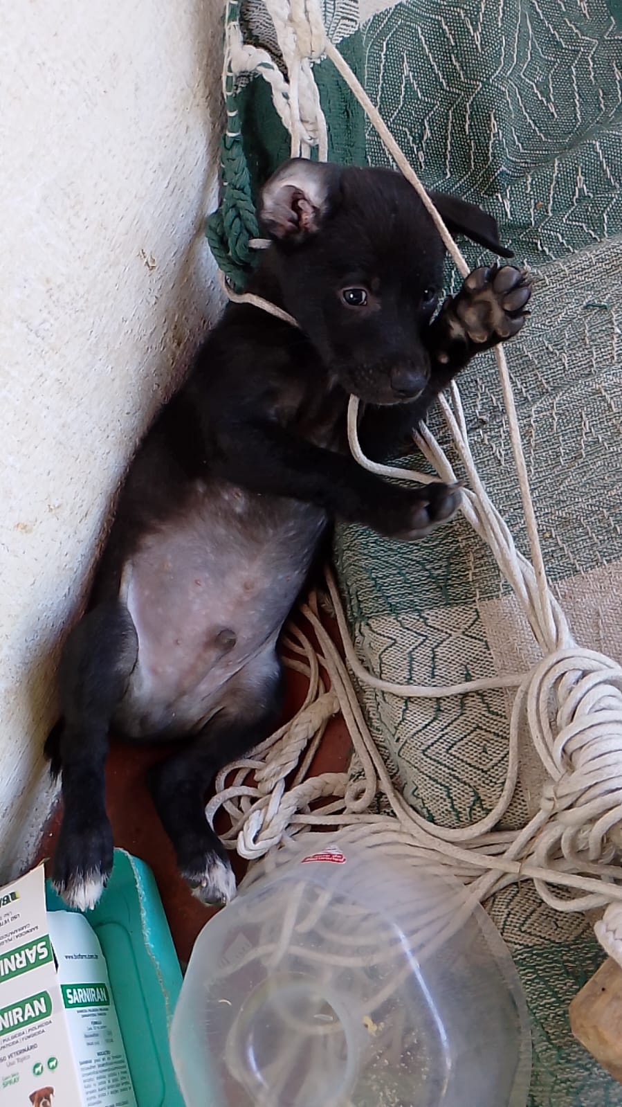 Pet Coletivo da(o) Marley,Luna,Pituco,Cacau,Príncipe,Fi da Luna, Canva, Java, Python....