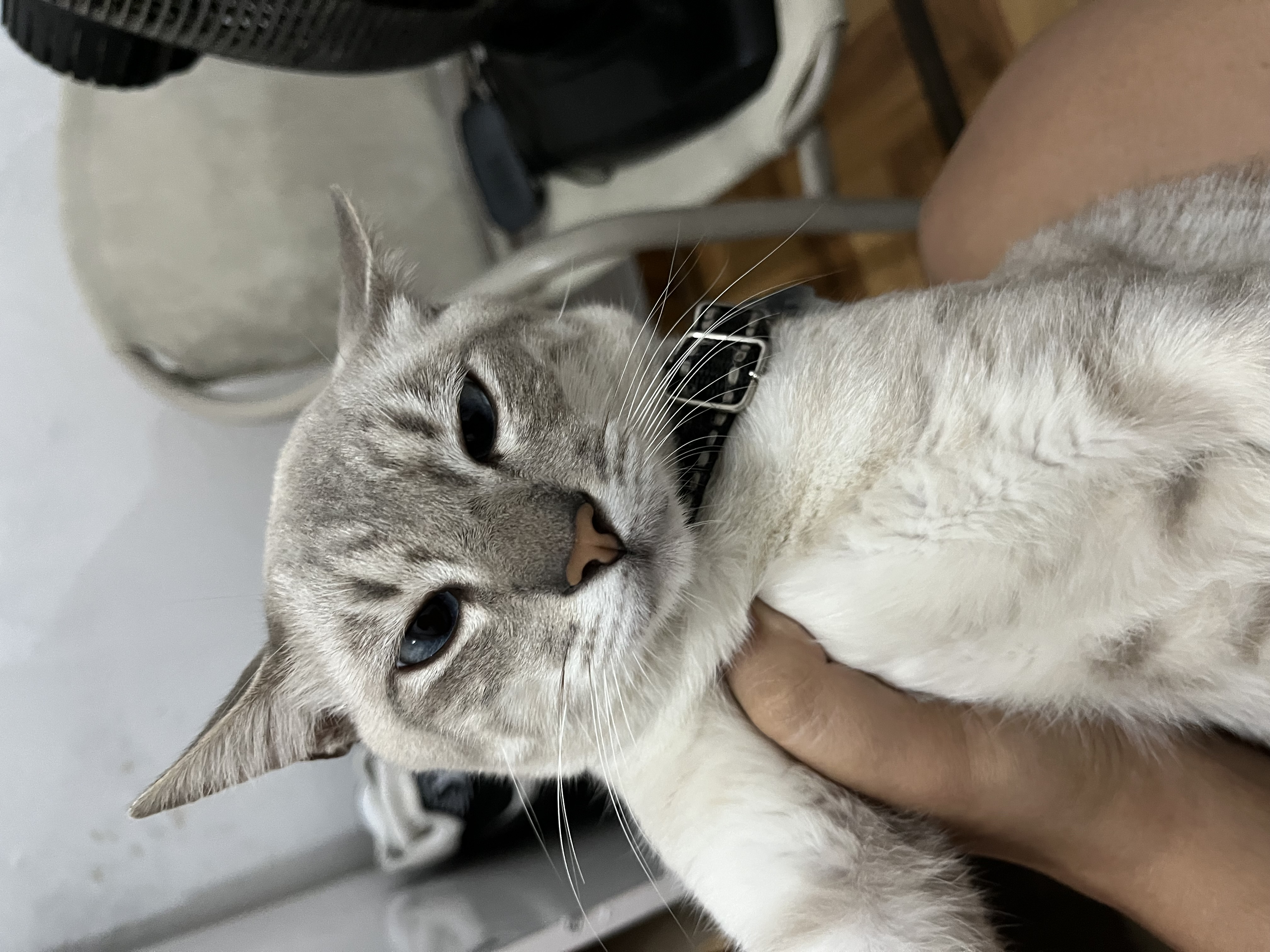 Pet Coletivo da(o) Theo