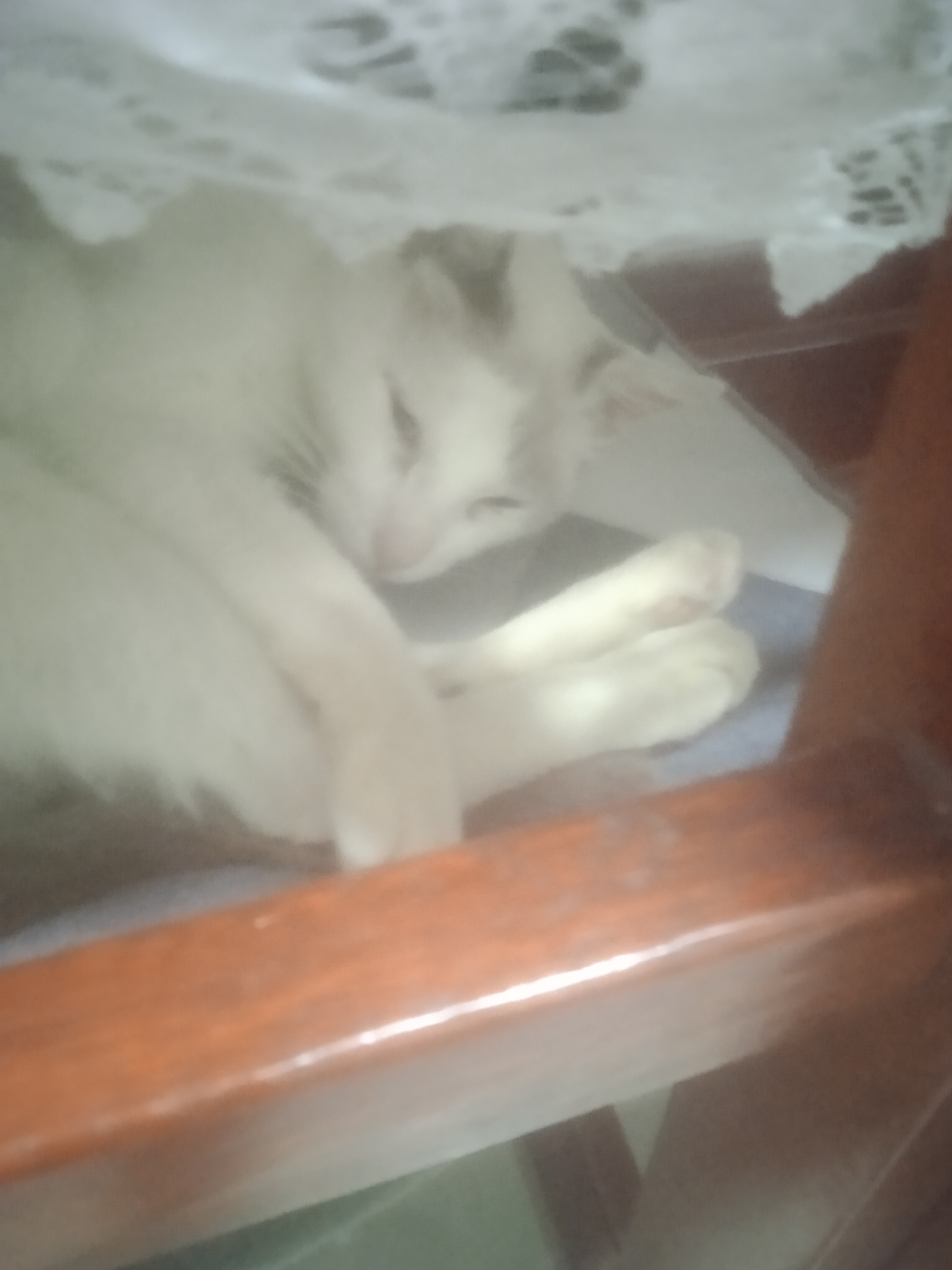 Pet Coletivo da(o) Buguzinho