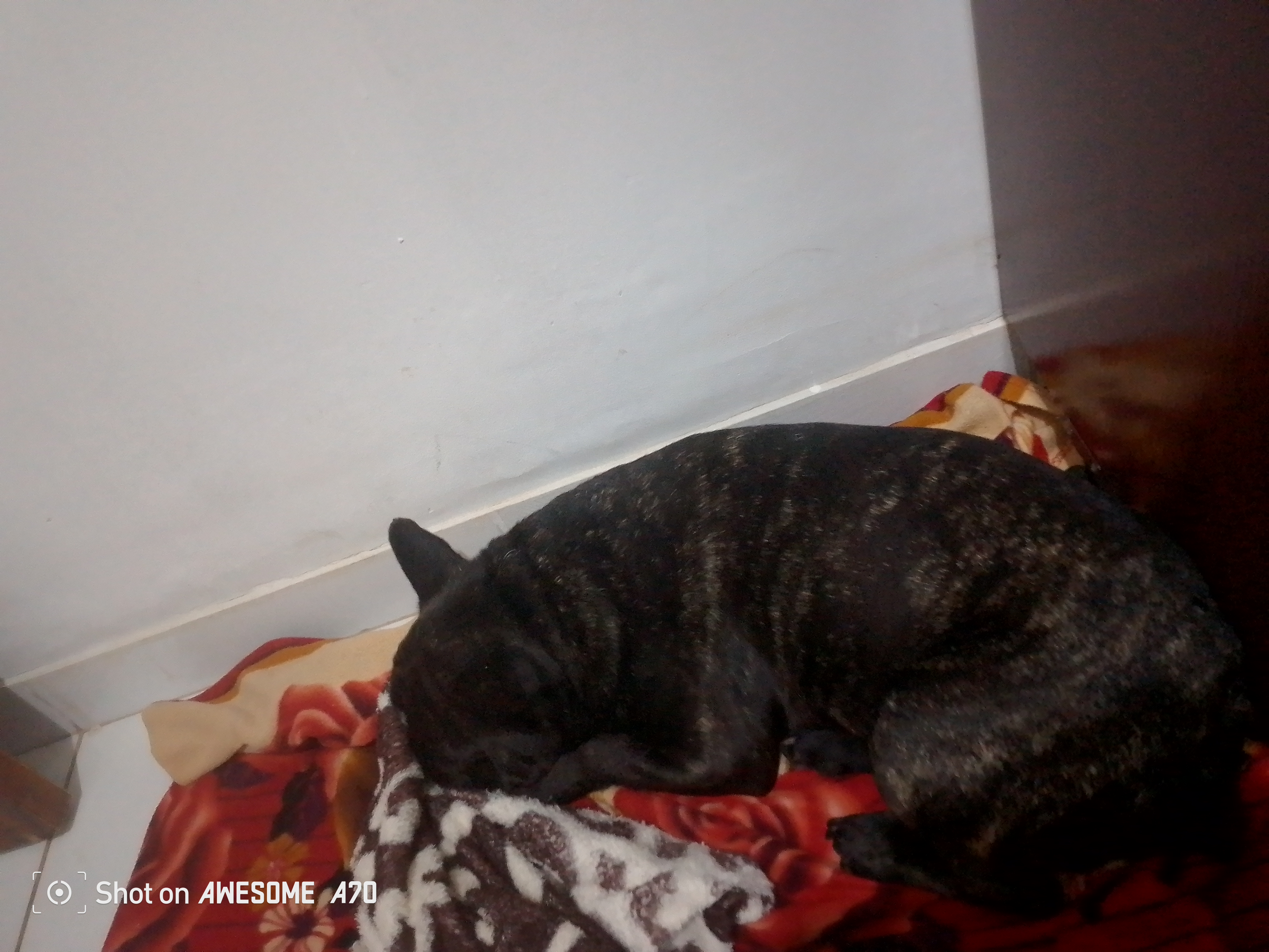 Pet Coletivo da(o) Billy