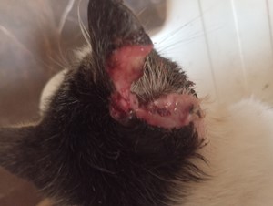 Vaquinha do(a) ESTER RAMOS DE LIMA SILVA