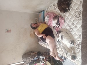 Vaquinha do(a) Família de 20 gatinhos 