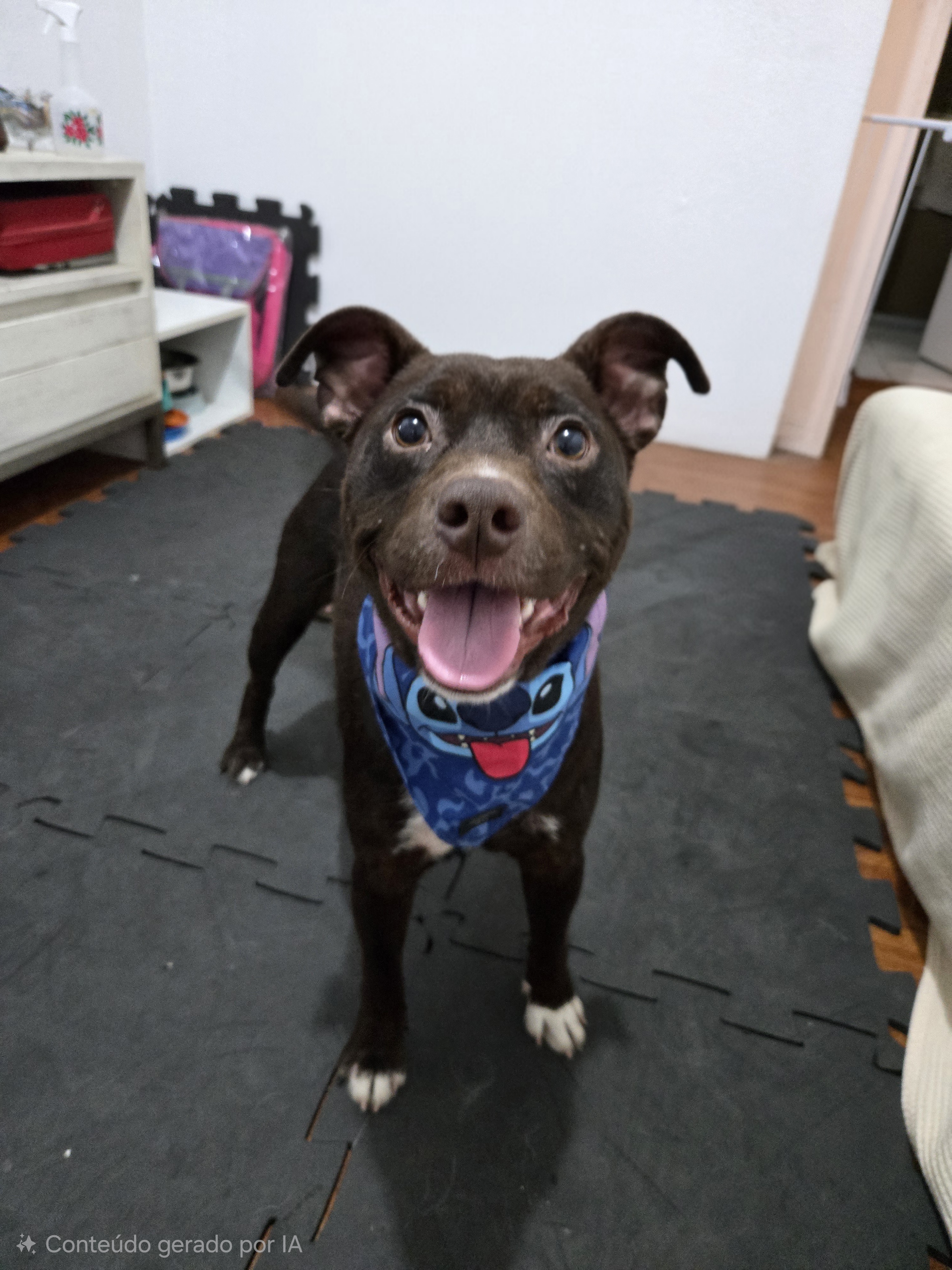 Pet Coletivo da(o) Chokito