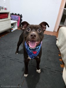 Vaquinha do(a) Chokito