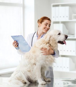 Vaquinha do(a) Safira 