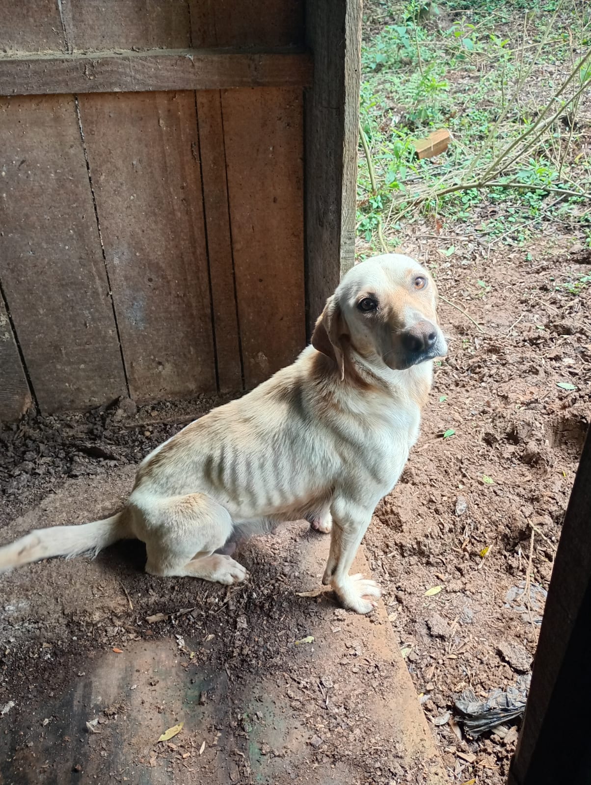 Pet Coletivo da(o) Filó