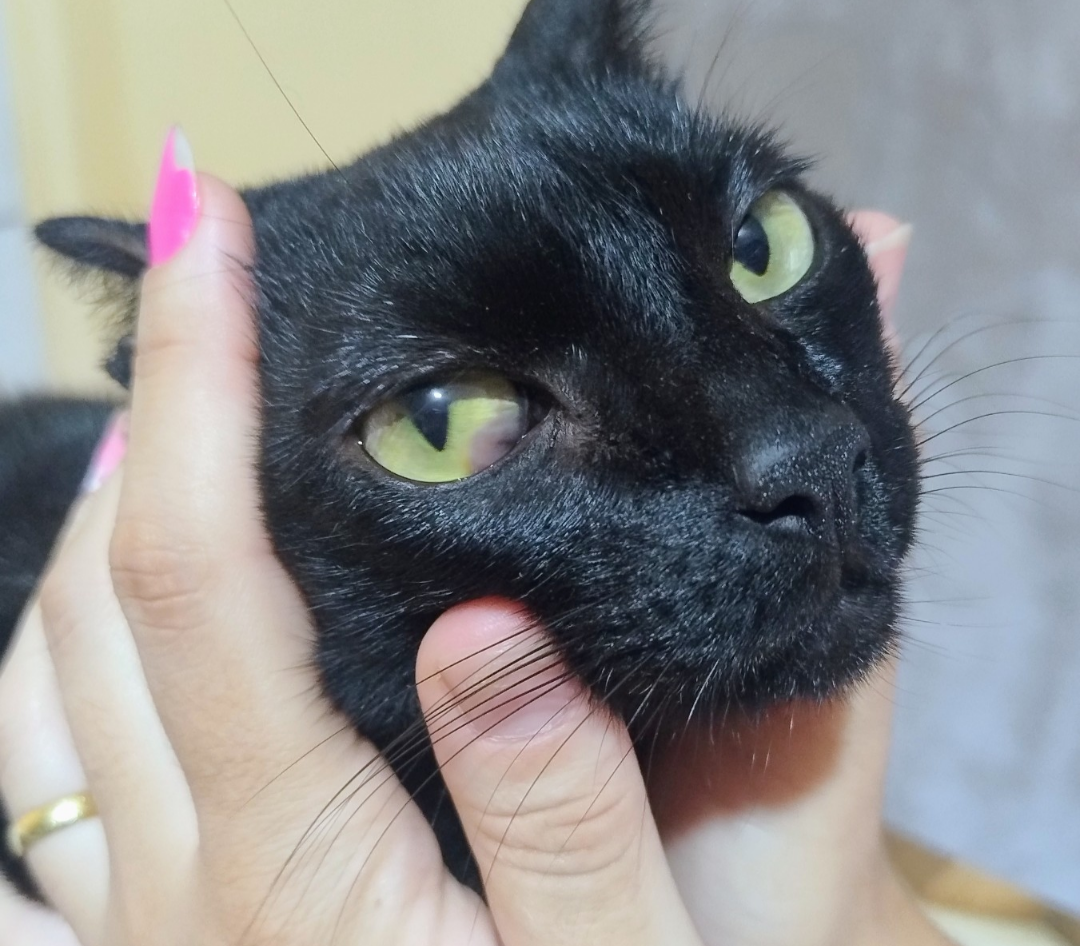 Pet Coletivo da(o) Princesa 