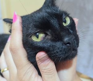 Vaquinha do(a) Princesa 