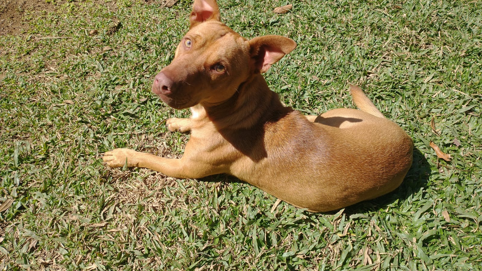 Pet Coletivo da(o) Sadam