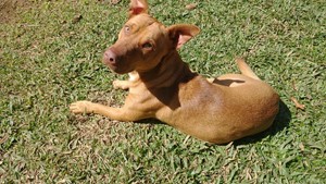 Vaquinha do(a) Sadam