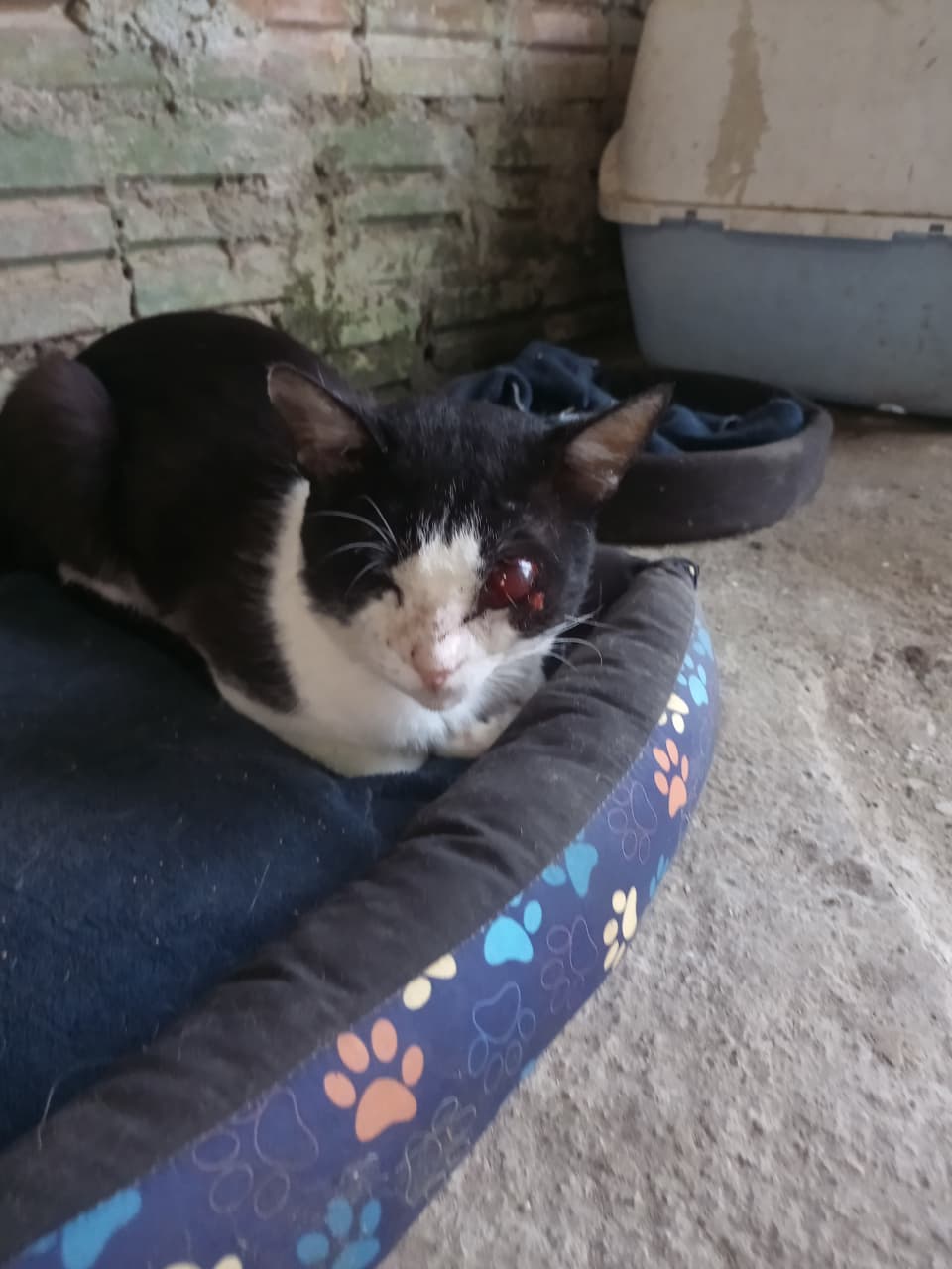 Pet Coletivo da(o) Apollo, apelido carinhoso Fininho 