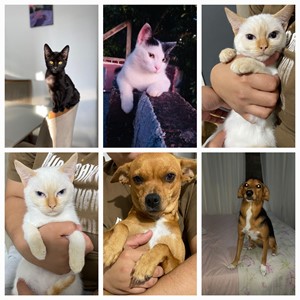 Vaquinha do(a) 7 pets 