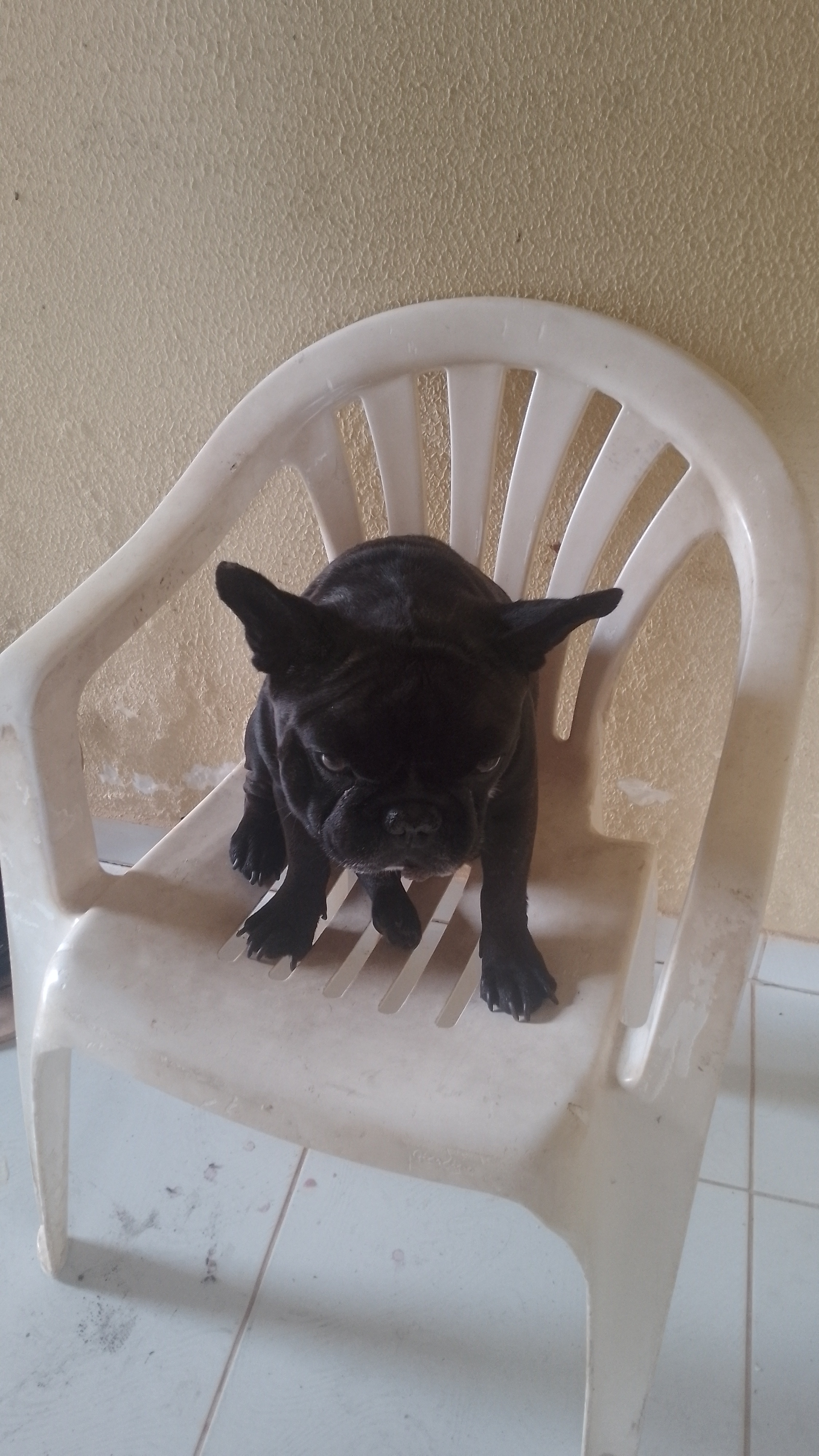 Pet Coletivo da(o) Billy