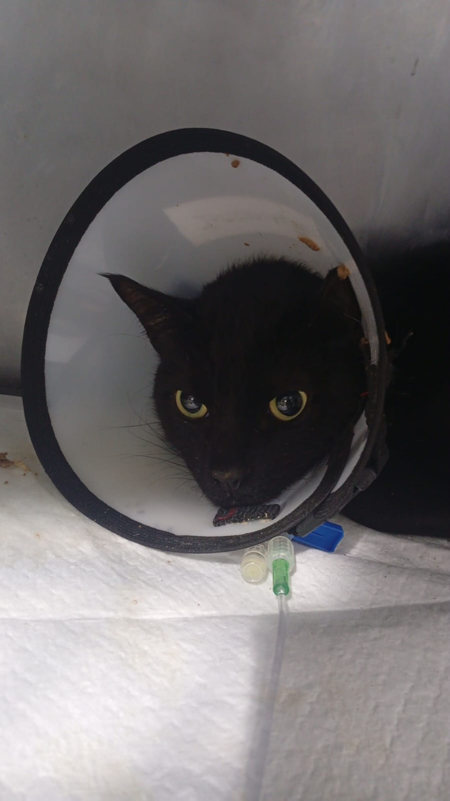 Pet Coletivo da(o) Lucky