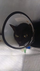 Vaquinha do(a) Lucky