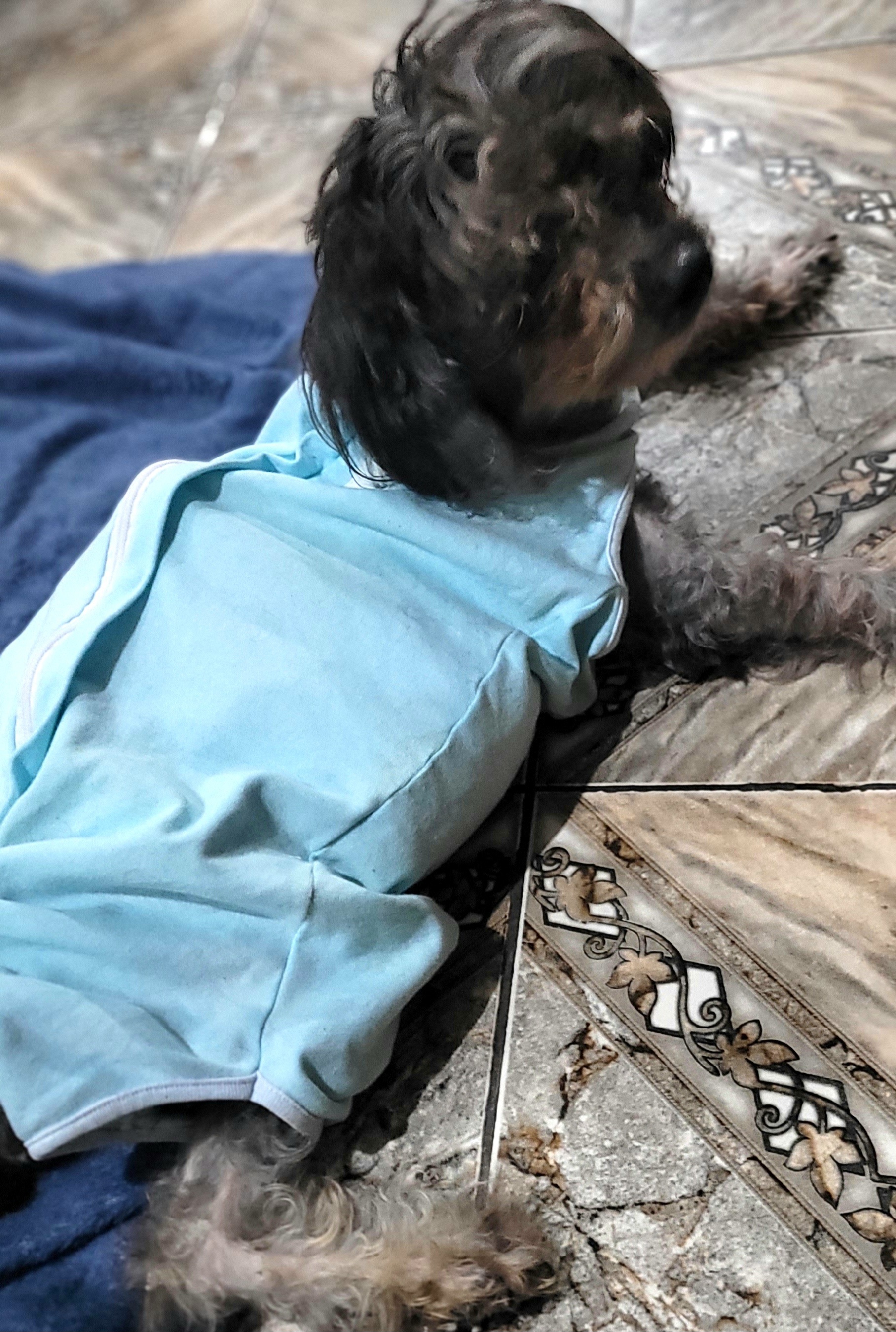 Pet Coletivo da(o) Bella