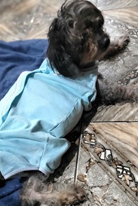 Vaquinha do(a) Bella