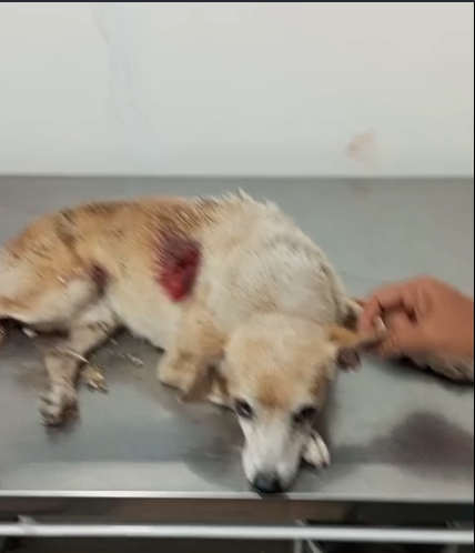 Pet Coletivo da(o) Paçoca