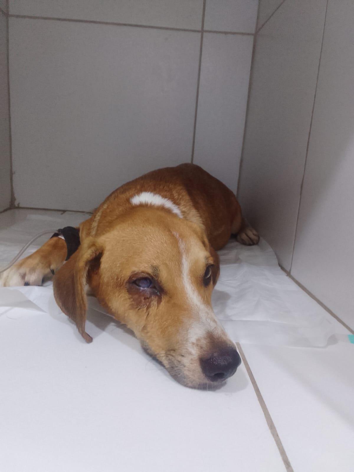 Pet Coletivo da(o) Esmeralda 