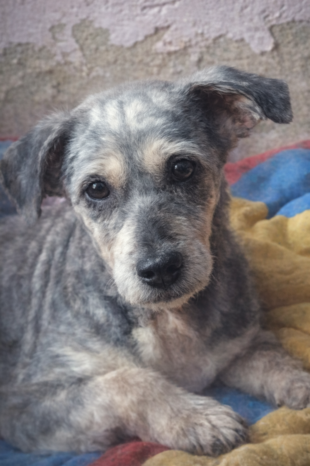 Pet Coletivo da(o) Linda