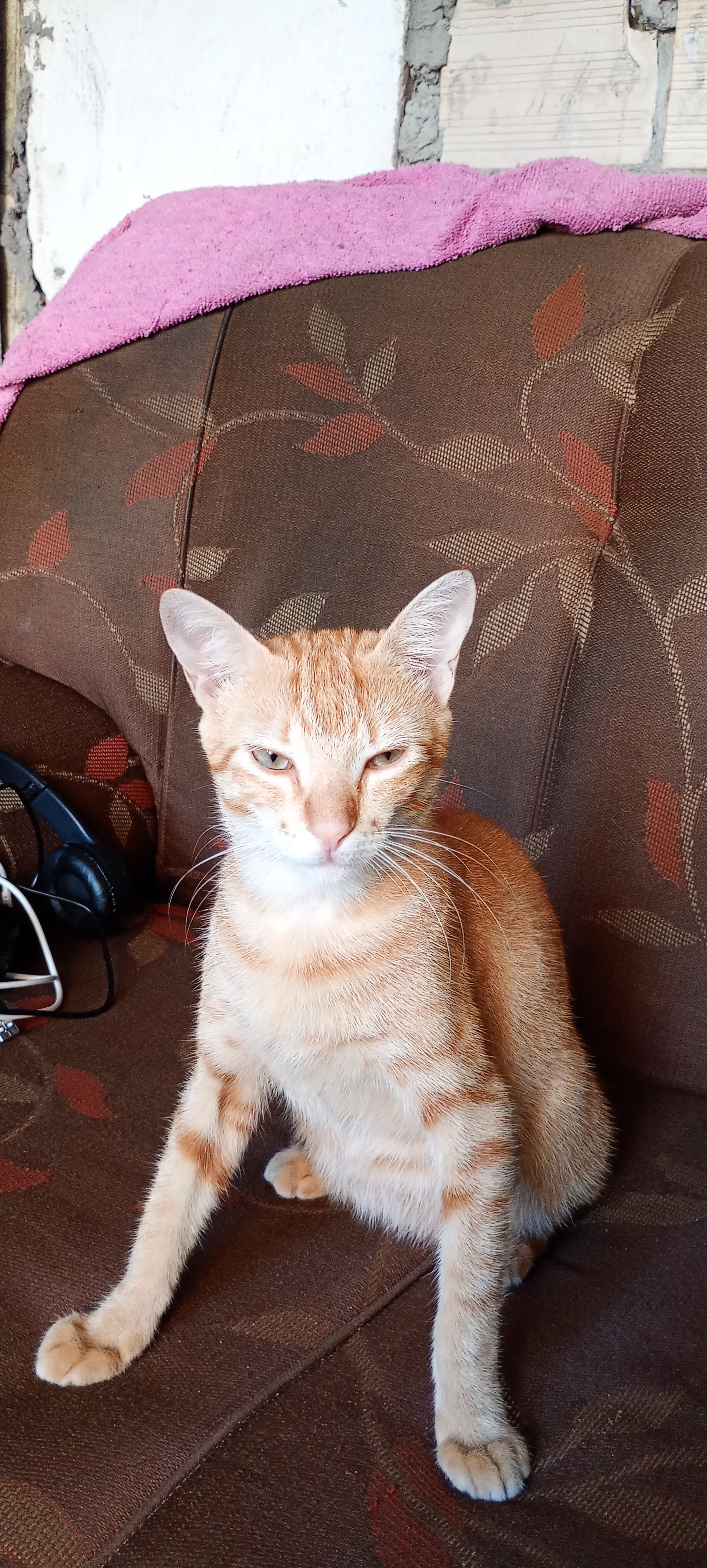 Pet Coletivo da(o) lorinho