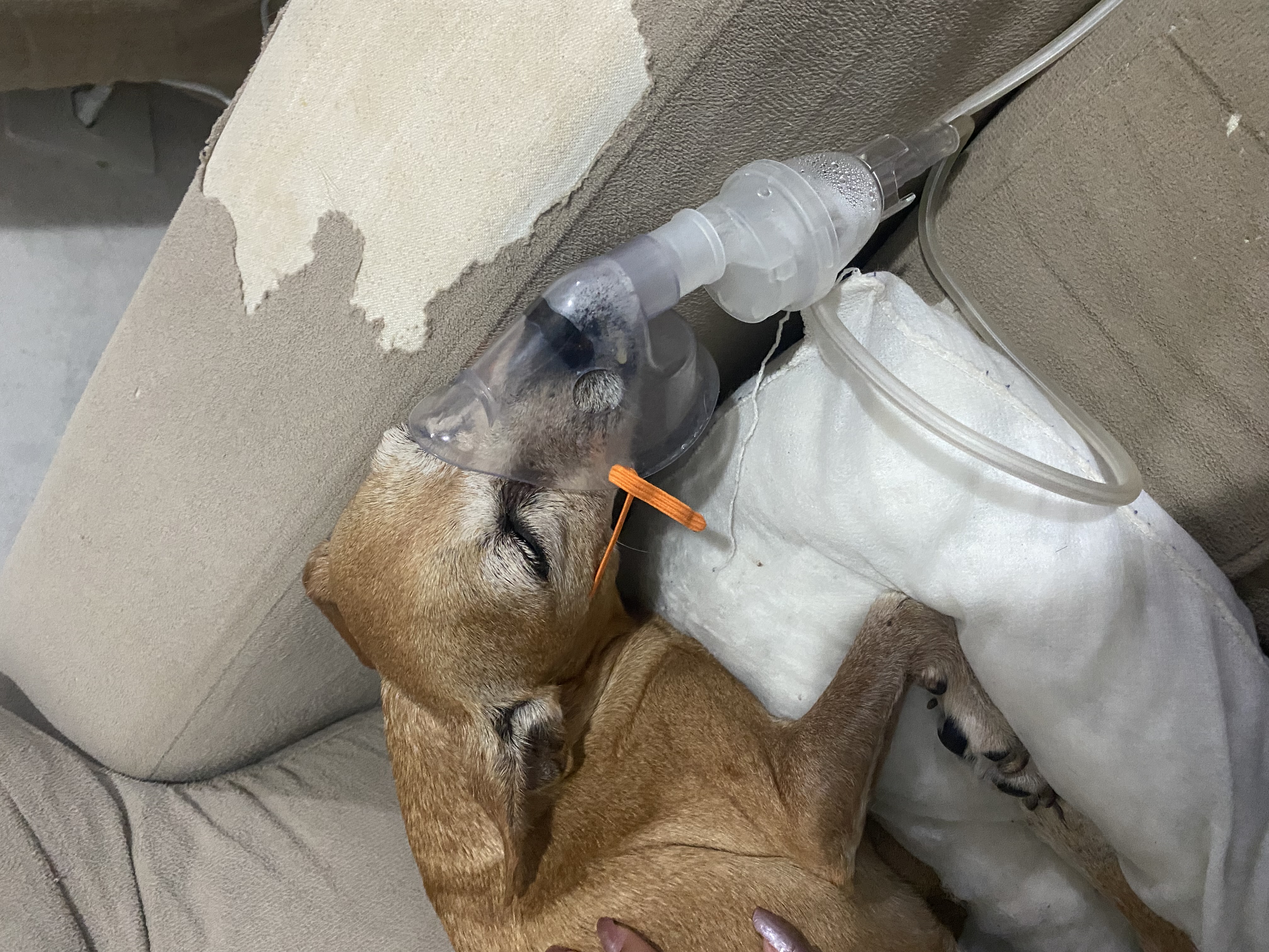 Pet Coletivo da(o) Lola