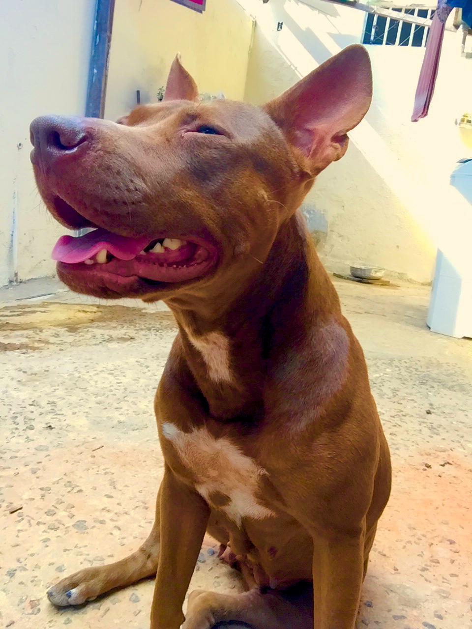 Pet Coletivo da(o) Bulma 