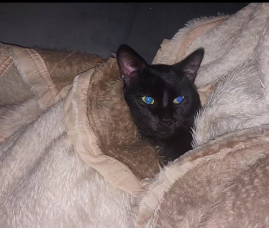 Pet Coletivo da(o) Zeus