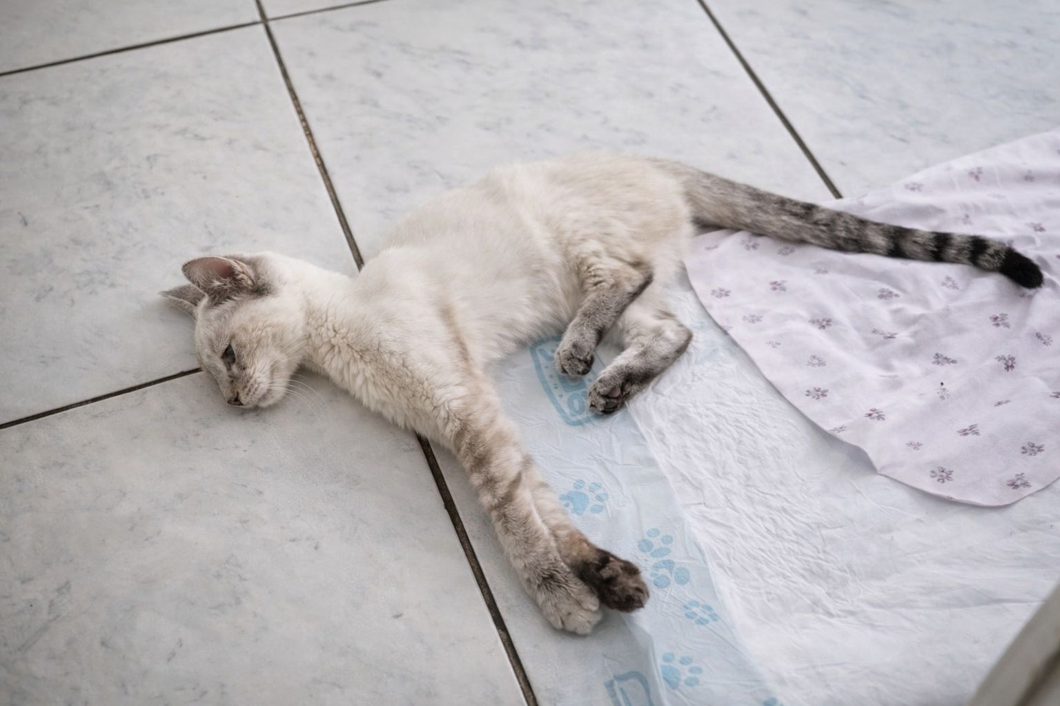 Pet Coletivo da(o) Zara