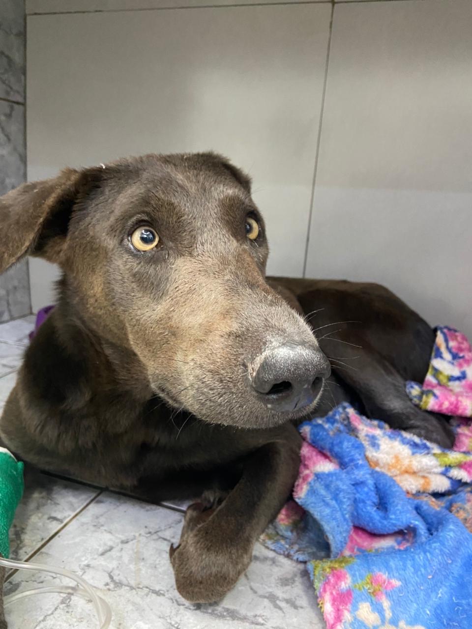 Pet Coletivo da(o) Maia