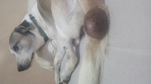 Rifa do(a) Toby
