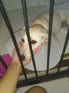 Rifa do(a) Luna