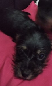 Rifa do(a) Lily
