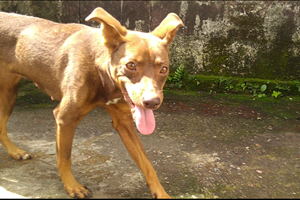 Rifa do(a) Lolinha