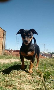 Rifa do(a) kikita