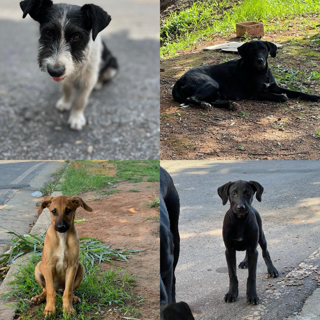 Rifa do(a) /Uploads/Usuarios/Rifas/2023/December/9f649a71-3792-ee11-a971-bf60438ee7f4/1732_vaquinha4.jpeg