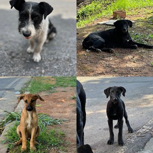 Rifa do(a) Zezé, Mãezinha e filhotes da mãezinha