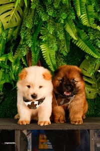 Rifa do(a) Chow chow