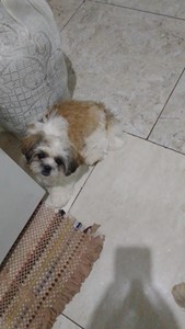 Rifa do(a) Boby