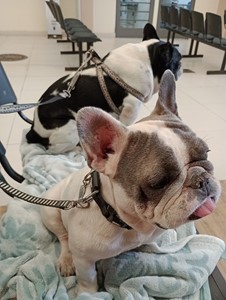 Rifa do(a) Zeus e Ayla