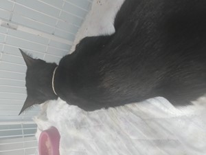 Rifa do(a) Neguinho 