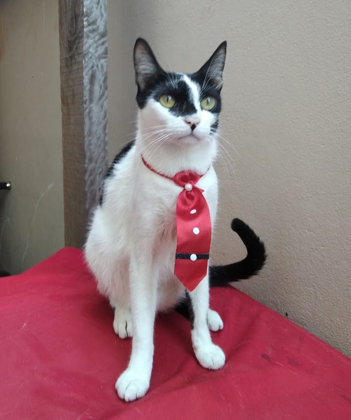 Rifa do(a) /Uploads/Usuarios/Rifas/2025/December/d2591e71-88d4-f011-a9c2-ea93c57523d2/4887_IMG_20201209_103534.jpg