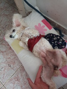 Rifa do(a) Mileide