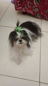 Rifa do(a) Kia
