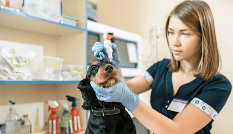 Vaquinha para animais ajudando cachorro resgatado